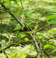 White-eyed Vireo