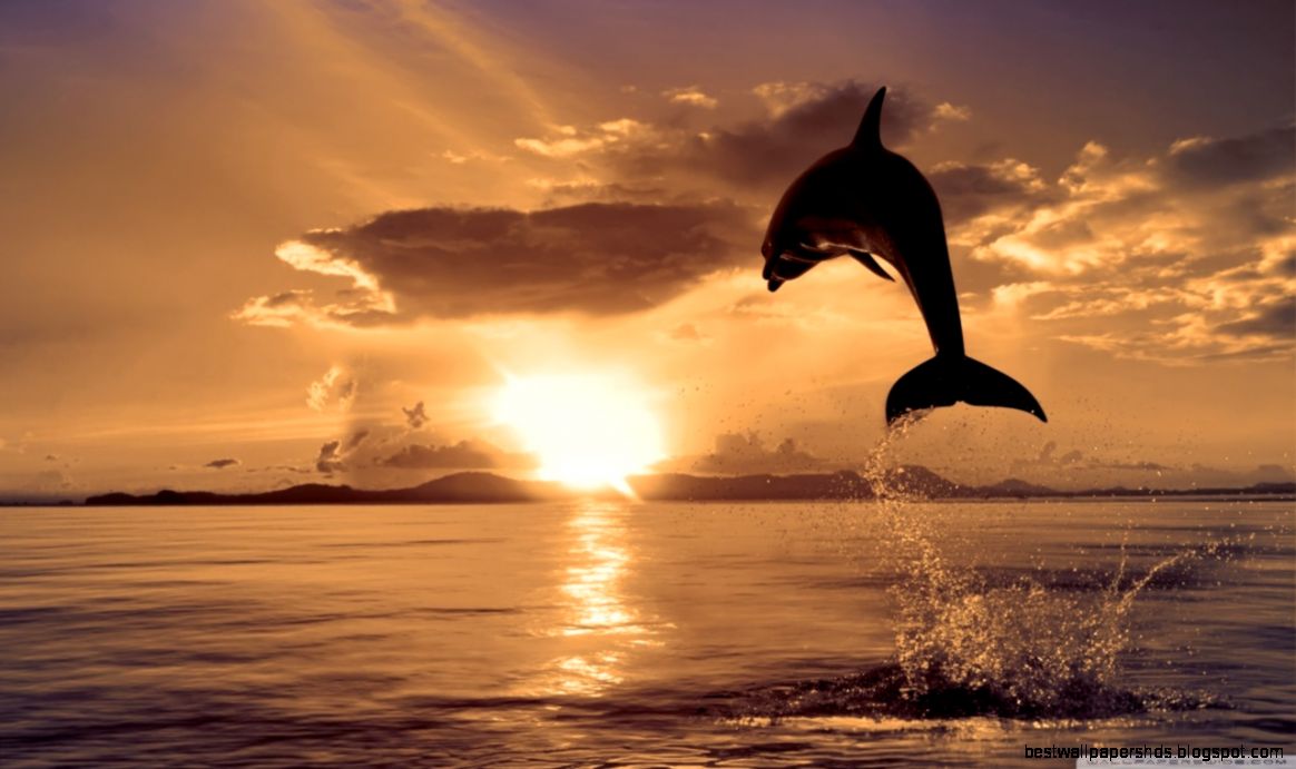 Jumping Dolphin HD desktop wallpaper High Definition Jumping Dolphin HD desktop wallpaper High Definition