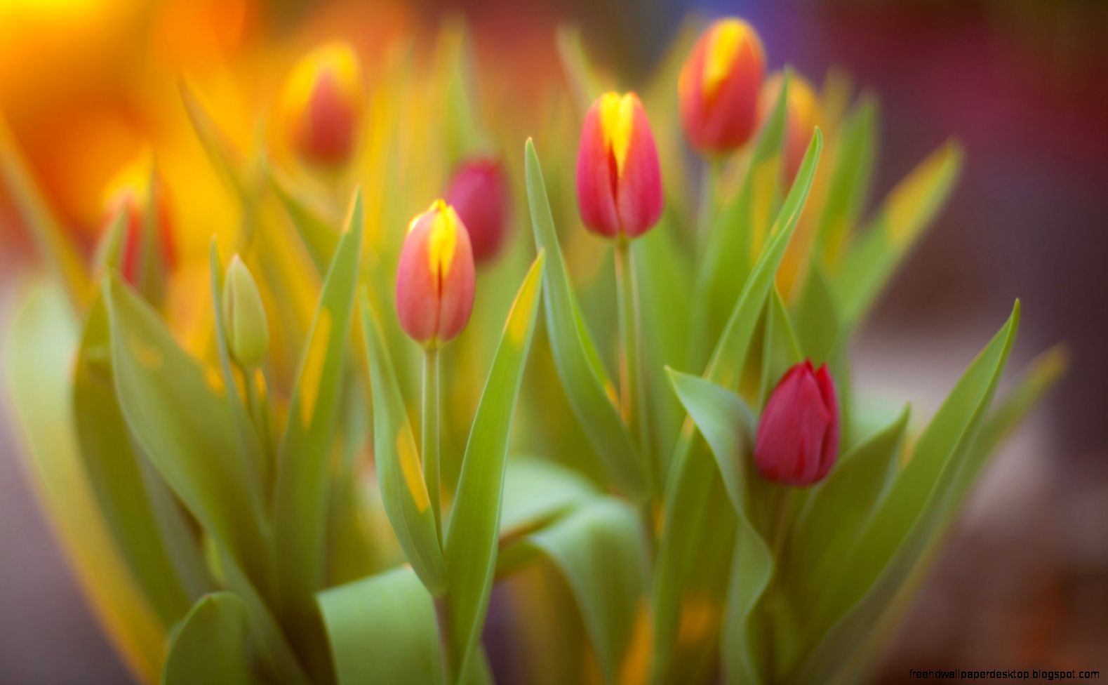 Flowers Tulips Spring Yellow and Pink HD Wallpaper FreeWallsUp Flowers Tulips Spring Yellow and Pink HD Wallpaper FreeWallsUp