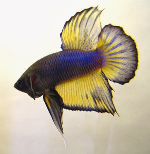 Gambar Ikan Hias Cupang Gambar Ikan Cupang, Gambar Ikan Aduan, Gambar Ikan Laga