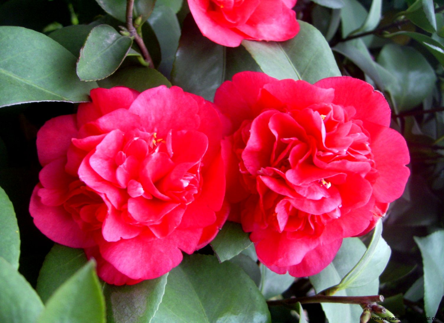 Camellia Flower Camellia Flower
