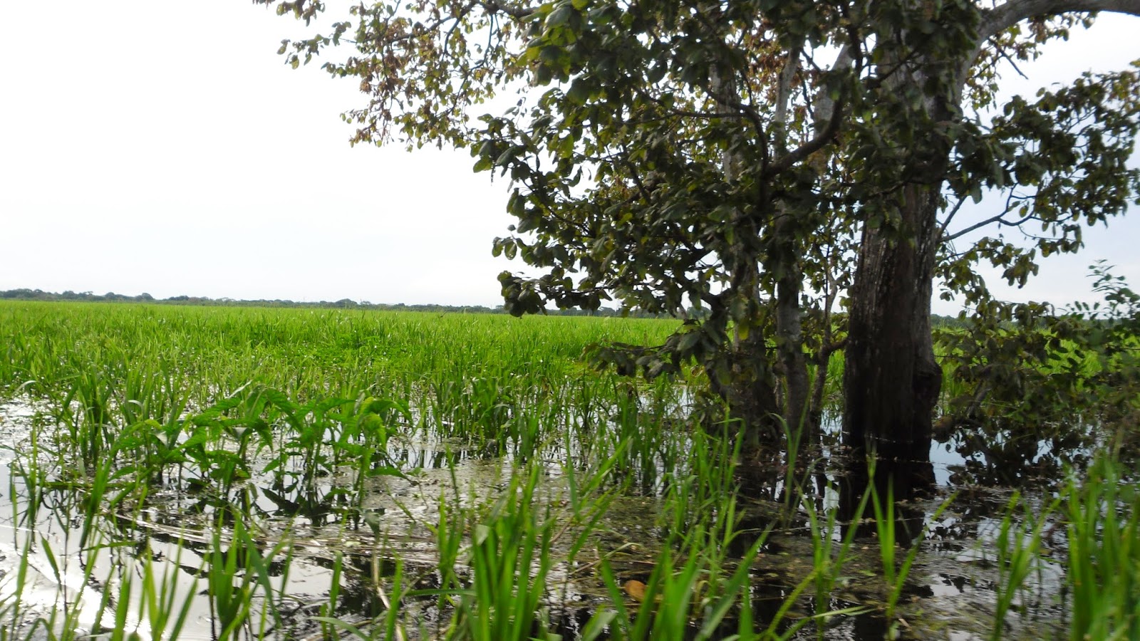 VIVENCIAS LLANERAS DEL ABUELO Parque Aguaro Guariquito, Maravilla