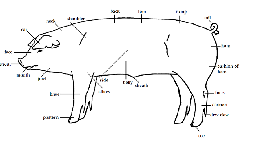 Learning to judge 4H Livestock Judging Programs How to Judge Swine