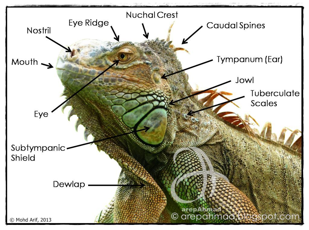 a.r.e.p a.h.m.a.d Iguana Anatomy