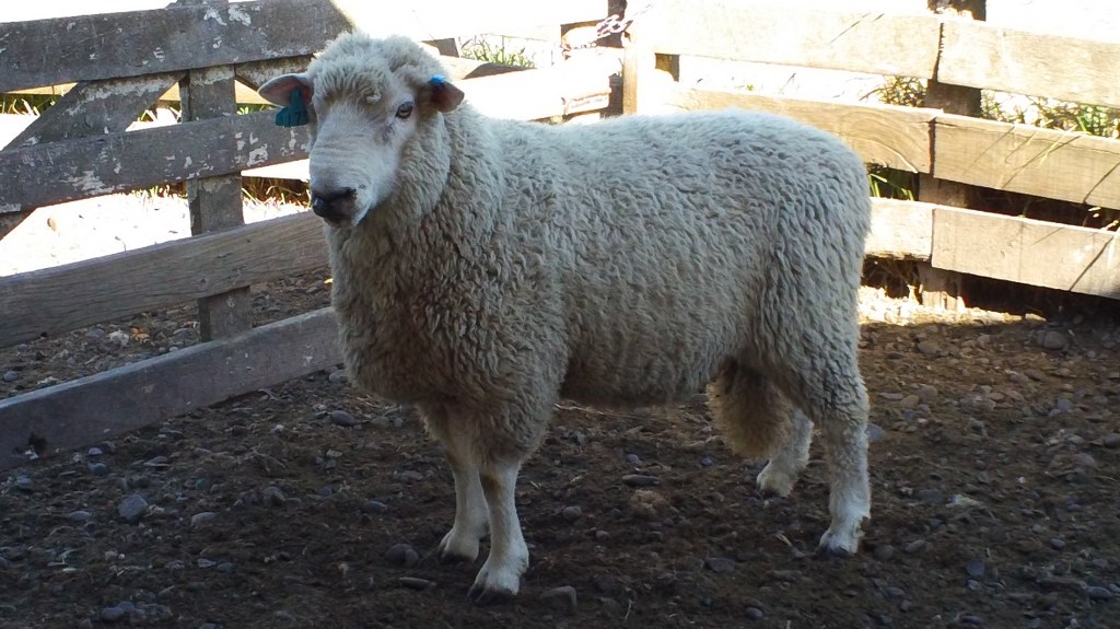 waione Facial Eczema Dose Test Results