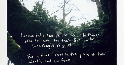 Nature Notes: Peace of the wild things