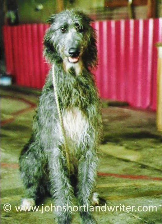 dog itching ears but no infection