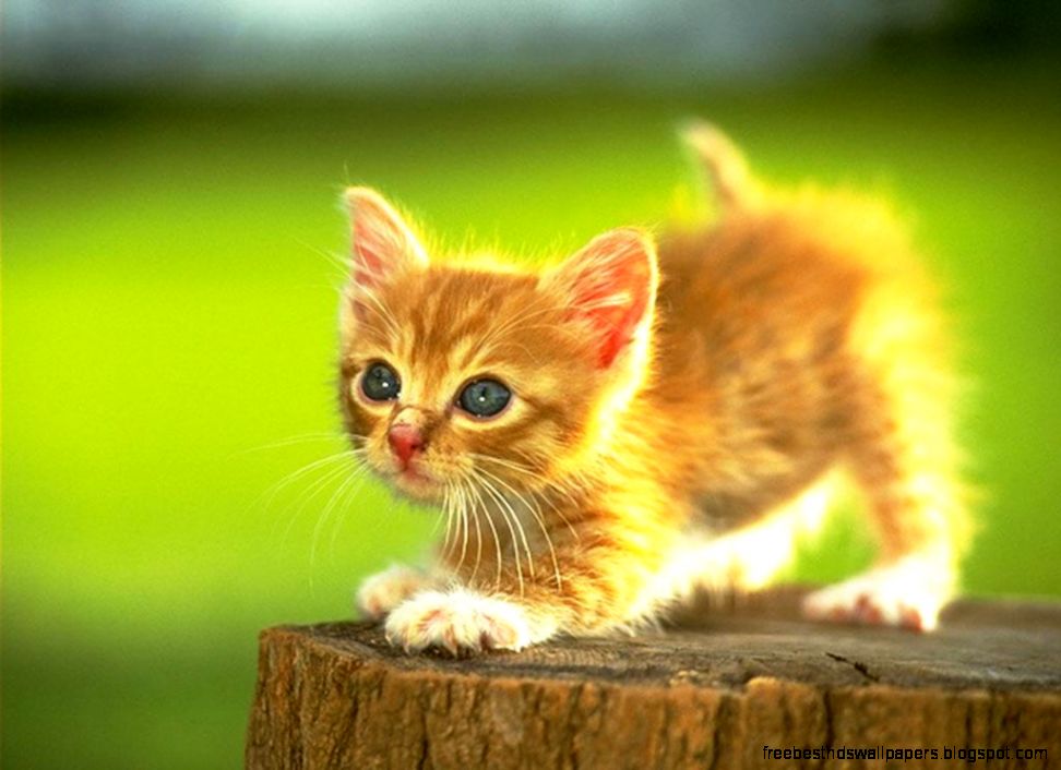 Cute Kittens images Adorable lil Kittens HD wallpaper and Cute Kittens images Adorable lil Kittens HD wallpaper and
