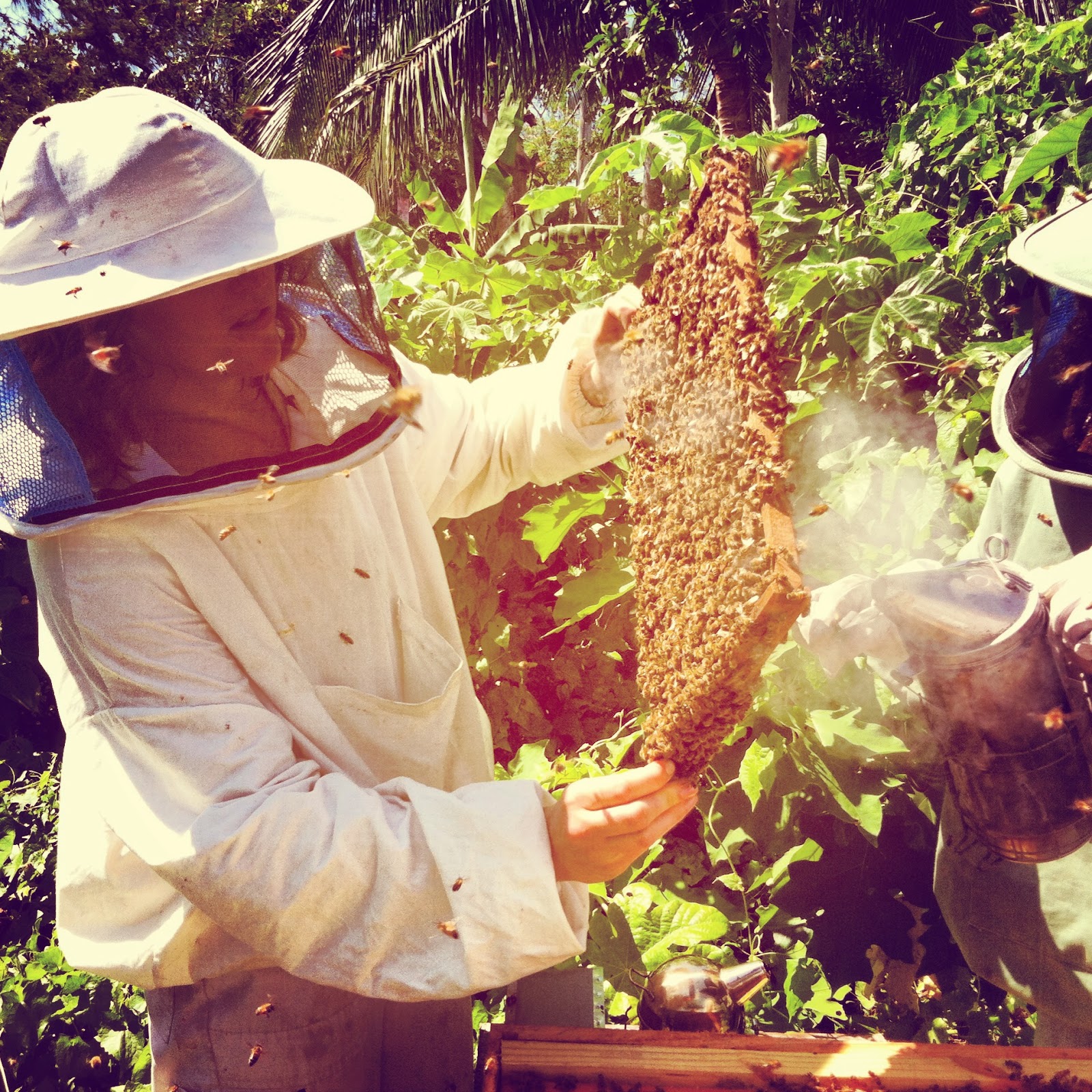 Brown's Downtown Bees Top Bar Hives Economically Sustainable