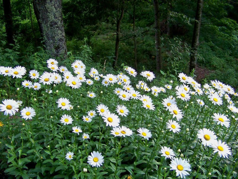 Outside Clyde Shasta Daisies