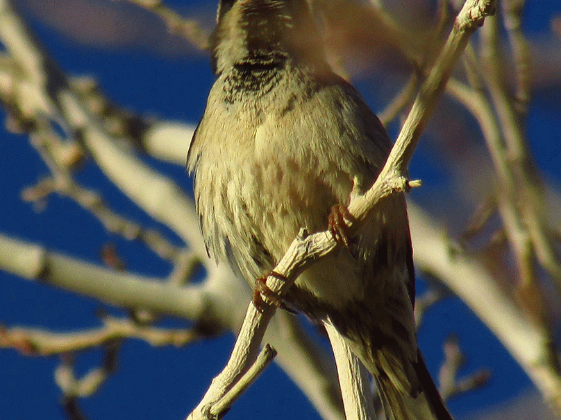 Toys and Stuff Las Vegas Bird's Photo's 10 December 2013