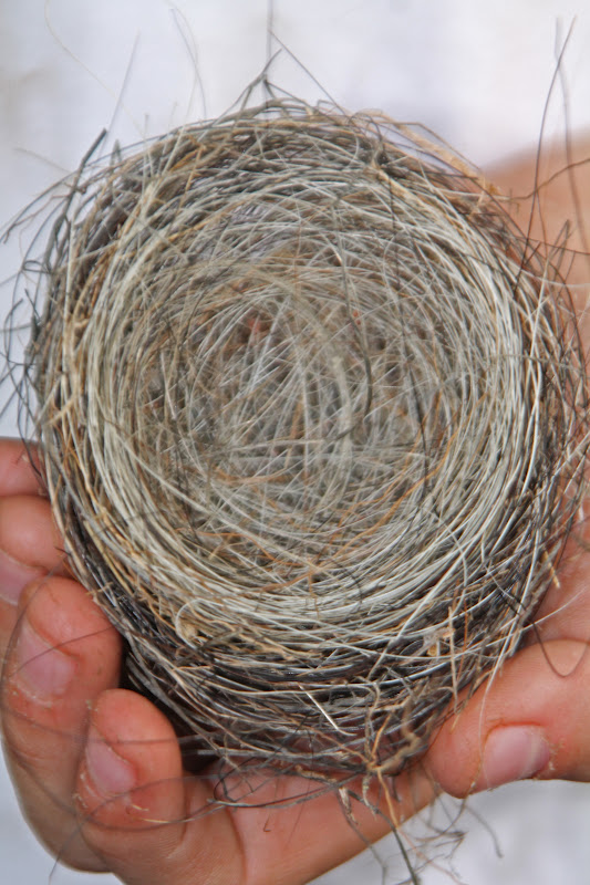 Beloved Bride Horse Hair Birds Nest