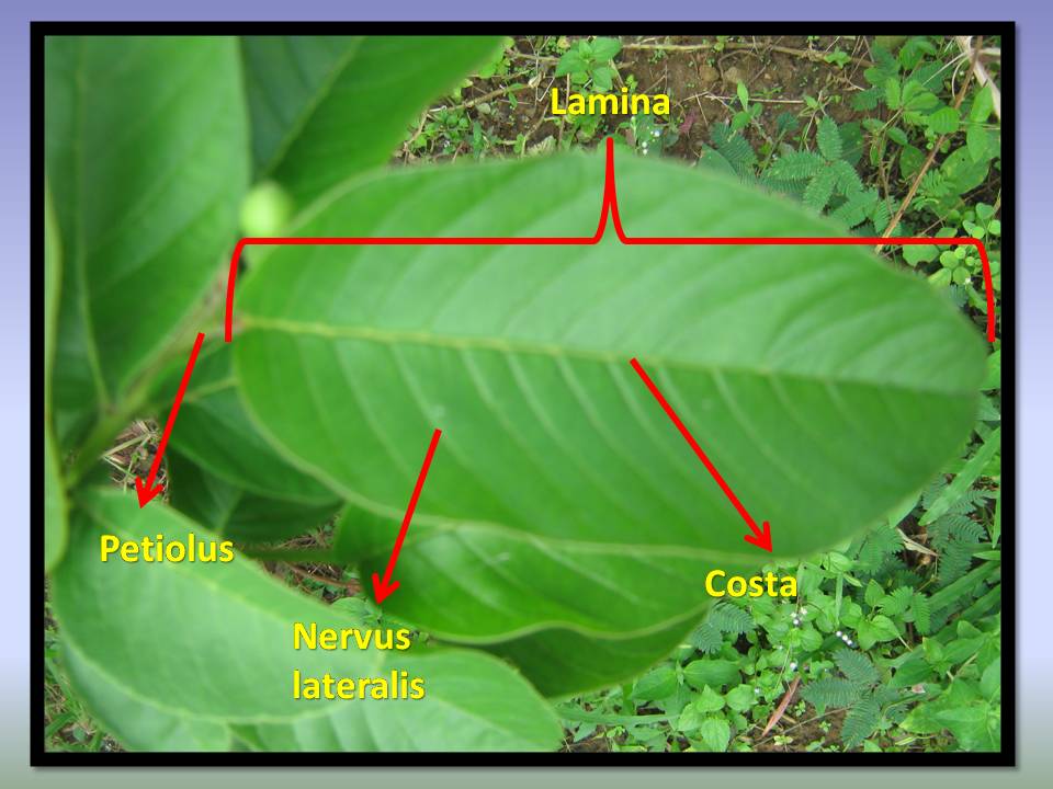 KLASIFIKASI TUMBUHAN BERBIJI: Jambu biji (Psidium guajava L.)