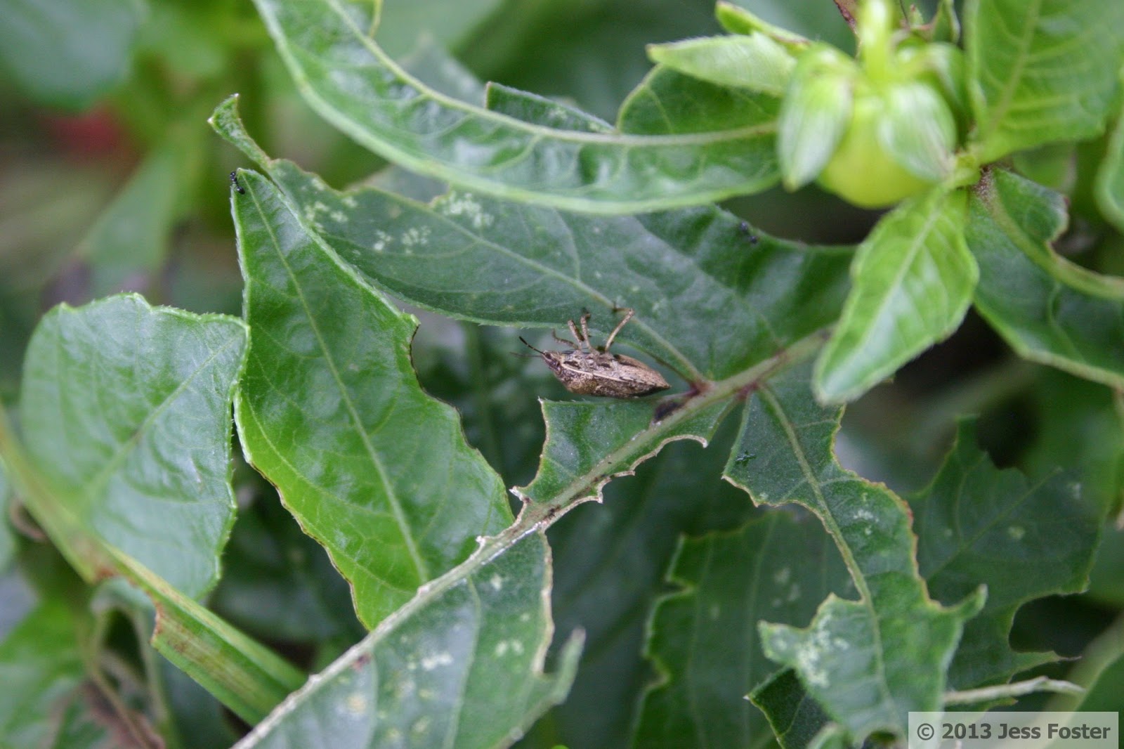Sluggin' Along Hymenarcys Stink Bug on Red Dahlia
