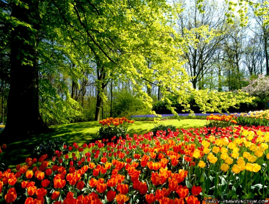 Wonderful Beautiful Park Red Yellow Tulips Flowers Wallpapers Wonderful Beautiful Park Red Yellow Tulips Flowers Wallpapers
