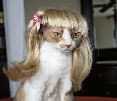 cat wig ninjadiva cats in wigs cat wig ninjadiva cats in wigs