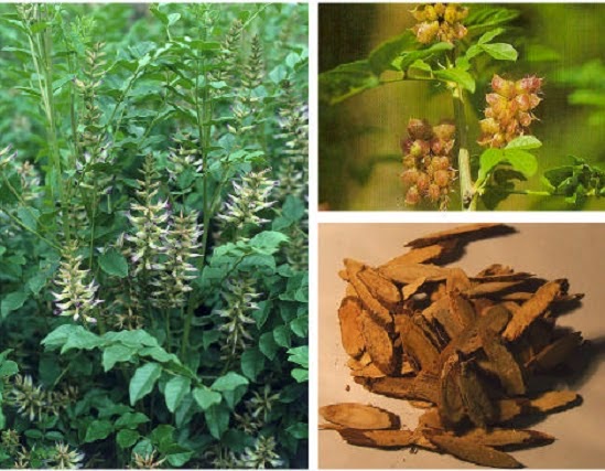 à¸à¸¥à¸à¸²à¸£à¸à¹à¸à¸«à¸²à¸£à¸¹à¸à¸ าà¸à¸ªà¸³à¸«à¸£à¸±à¸ ยาà¸à¹à¸²à¸¢à¹à¸à¸¥à¸à¸²à¸à¸à¸°à¹à¸à¸¡