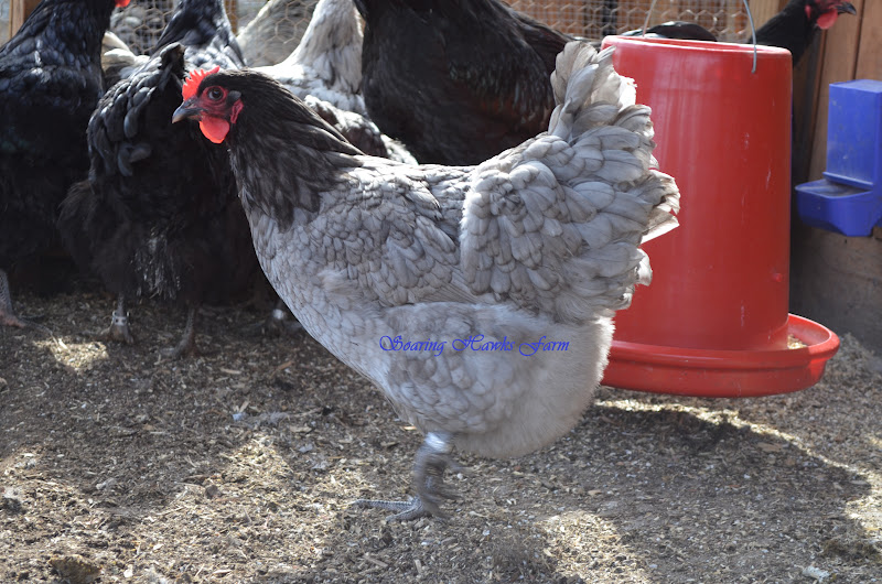 Soaring Hawks Farm Jersey Giants Blue,Black,Splash