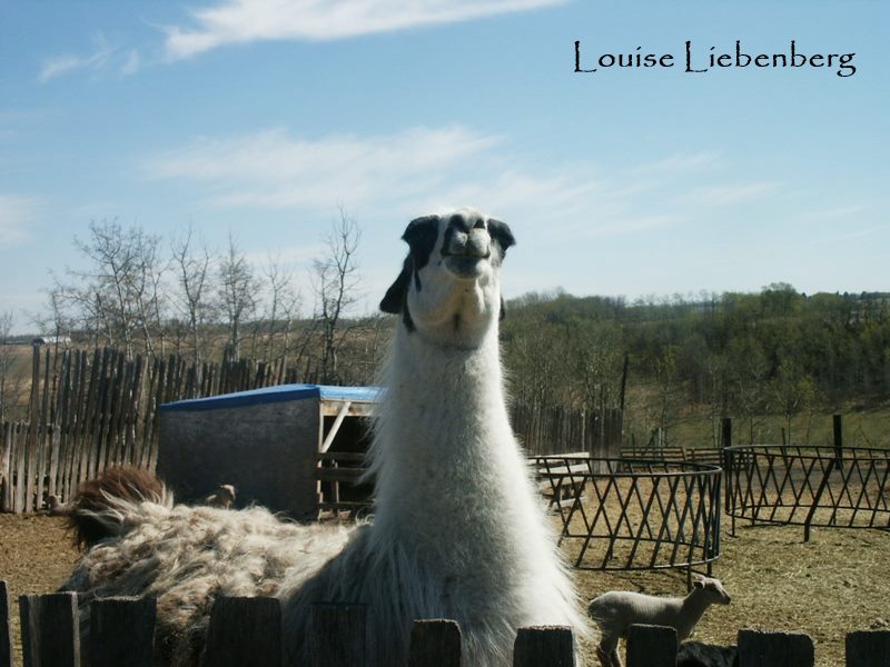 Predator Friendly Ranching Guard Llama's
