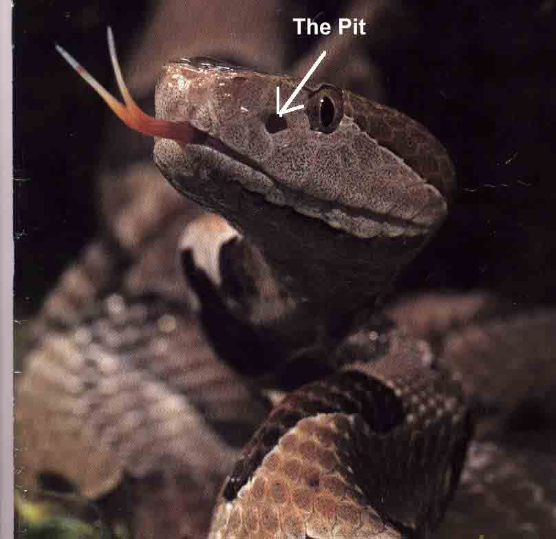 rattlesnake pit viper
