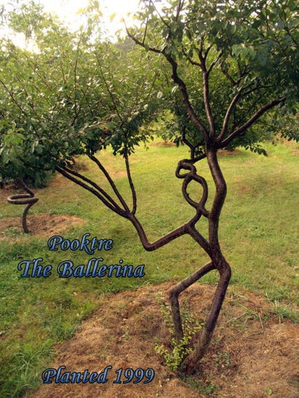 Pooktre Tree Shaping