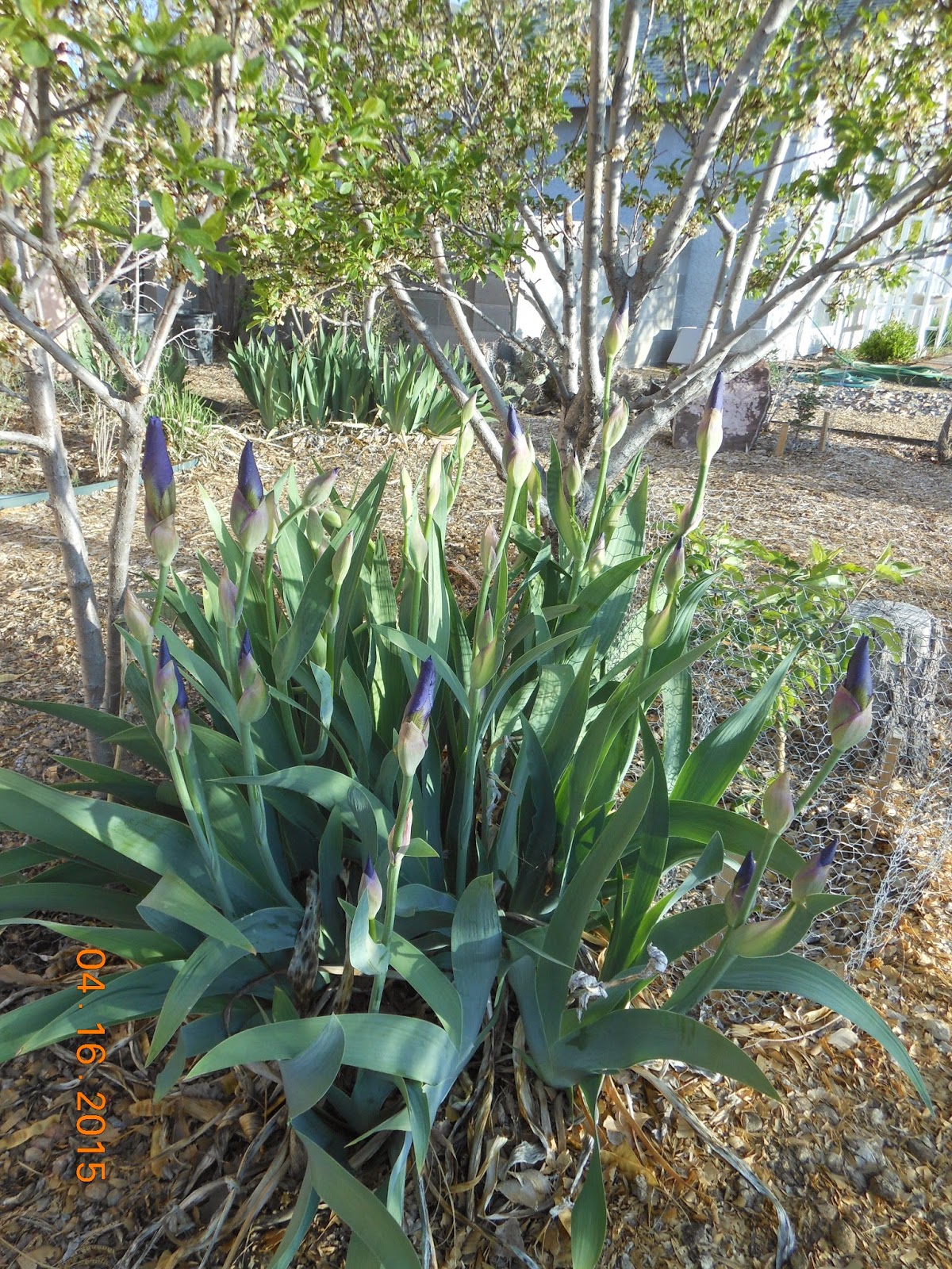 Iris Bloom Season Is Here!