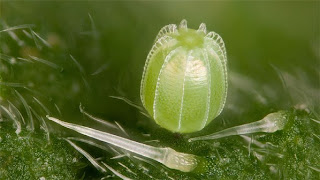 huevo de la mariposa Vanessa atalanta