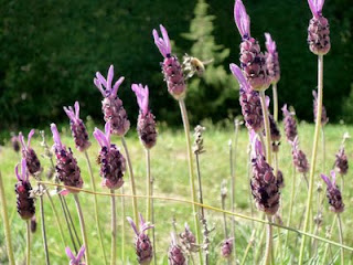 Etología Familiar: Todo se quedó en un susto y de paseo por el jardín