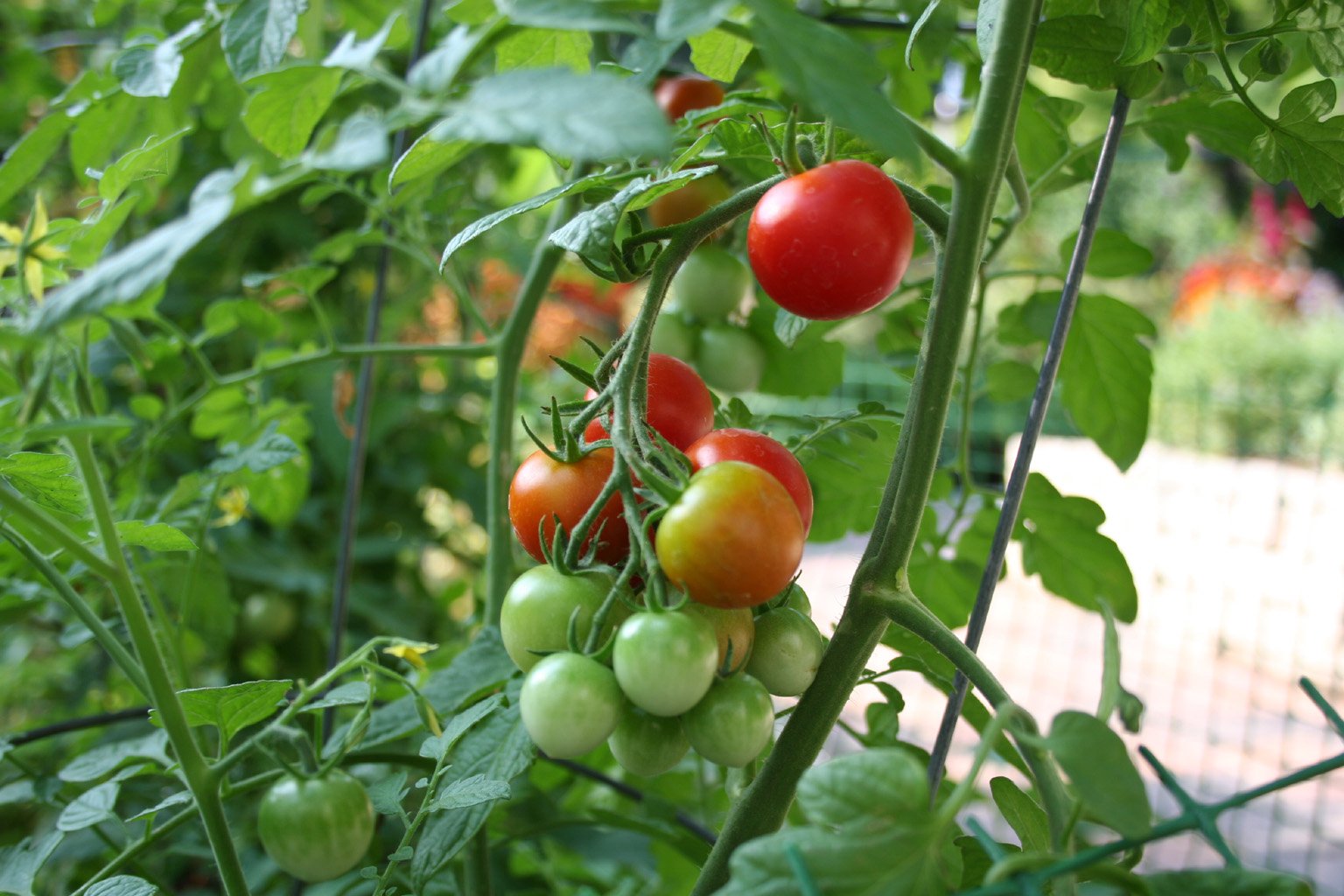 Schoolyard garden tomatoes