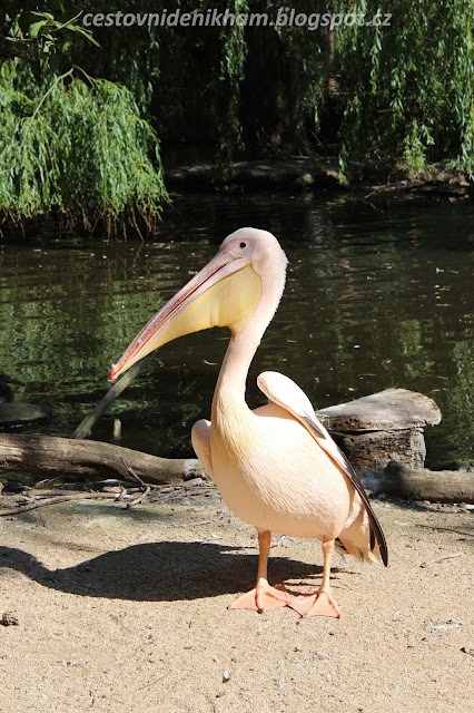 pelikán // a pelican pelikán // a pelican
