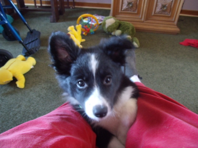 A YEAR IN THE LIFE OF ROCKET, THE BORDER COLLIE PUPPY