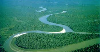 Nama Latin / Ilmiah Tumbuhan - roofimugen