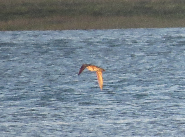 Hudsonian Whimbrel - West Sussex