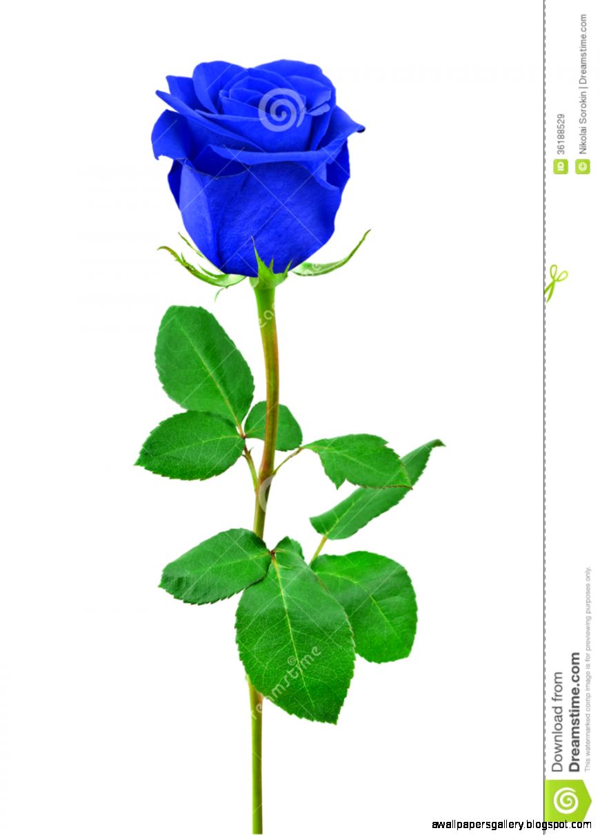 White Roses With Blue Background Clipart Clipart Kid White Roses With Blue Background Clipart Clipart Kid