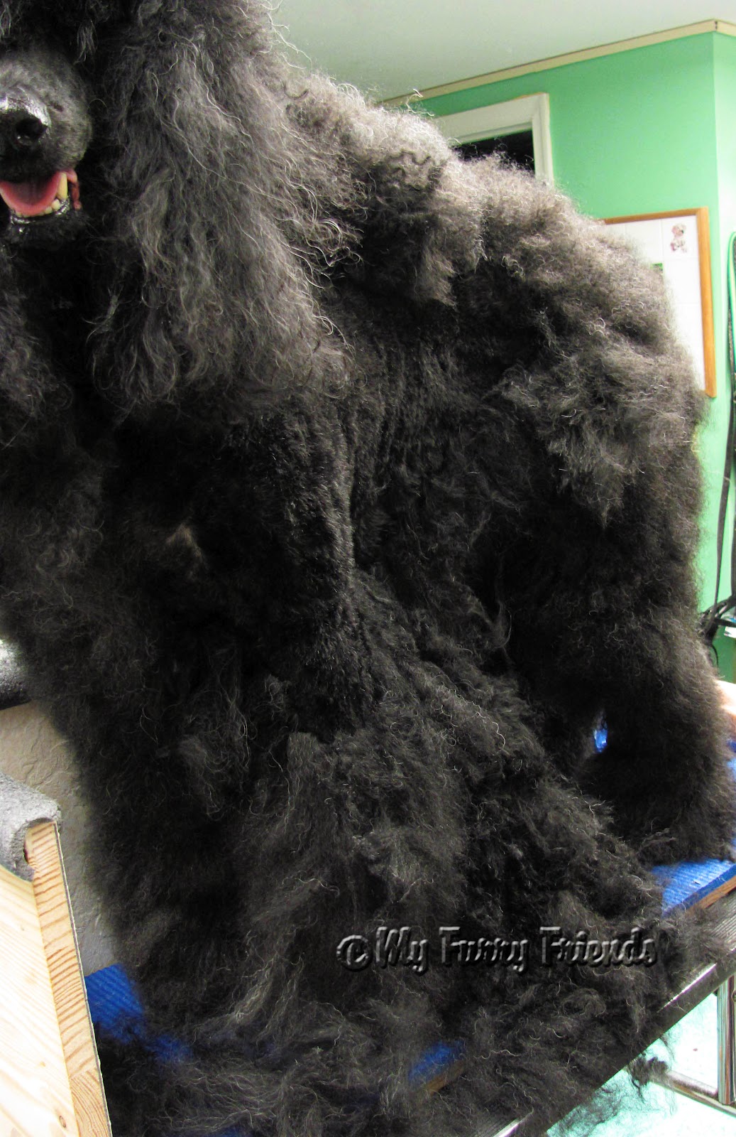 Dogs For Sales In Houston Tx Dogs For Sales In Houston Tx