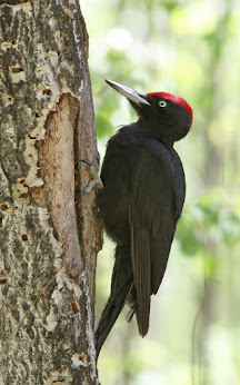 Black Woodpecker