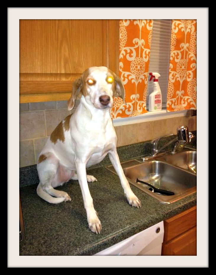 For the Love of Dogs Caption Contest with a Cause