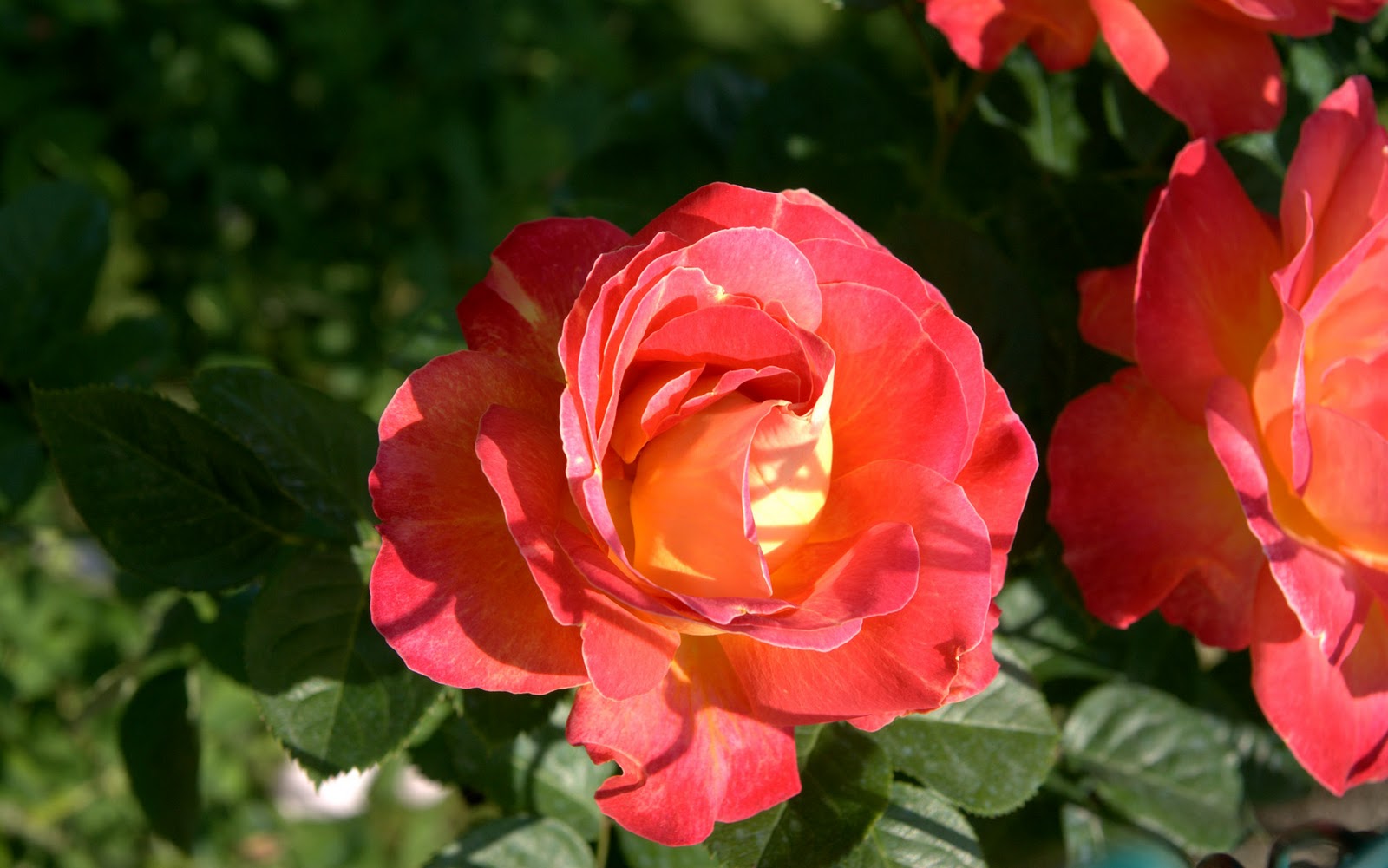 http://3.bp.blogspot.com/-xSFRon7g738/TtRc6rWewWI/AAAAAAAAAB4/dpNoifPRG34/s1600/amazing-crimson-rose-1920x1200-hd-wallpaper-photo-fabiovisentincom-dsc09558-3.jpg