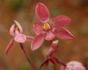 Scarlet sun orchid possibly new hybrid, Canna Western Australia