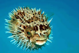 Ikan Buntal Tetraodontidae Puffer Fishes Alam Ikan