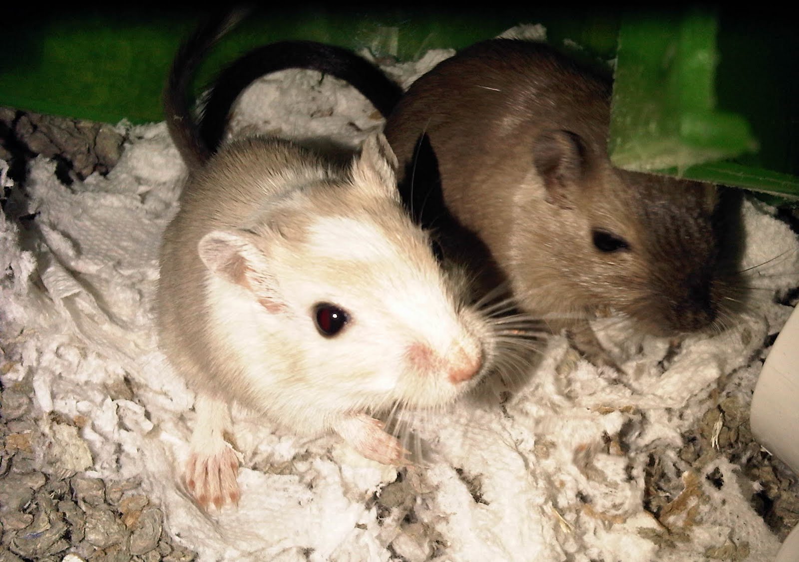 site de rencontre meetic avis