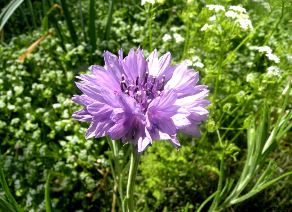 Laughing Duck Permaculture Laughing Duck Permaculture
