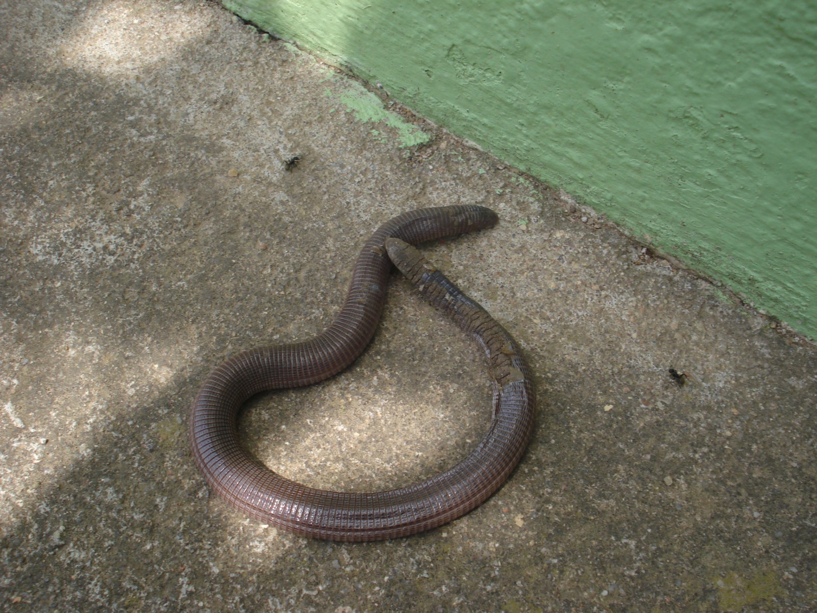 Canguçu em cores II Anfisbena Cobradeduascabeças Haikai