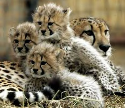 Very cute baby cheetahs cubs - Blue Image