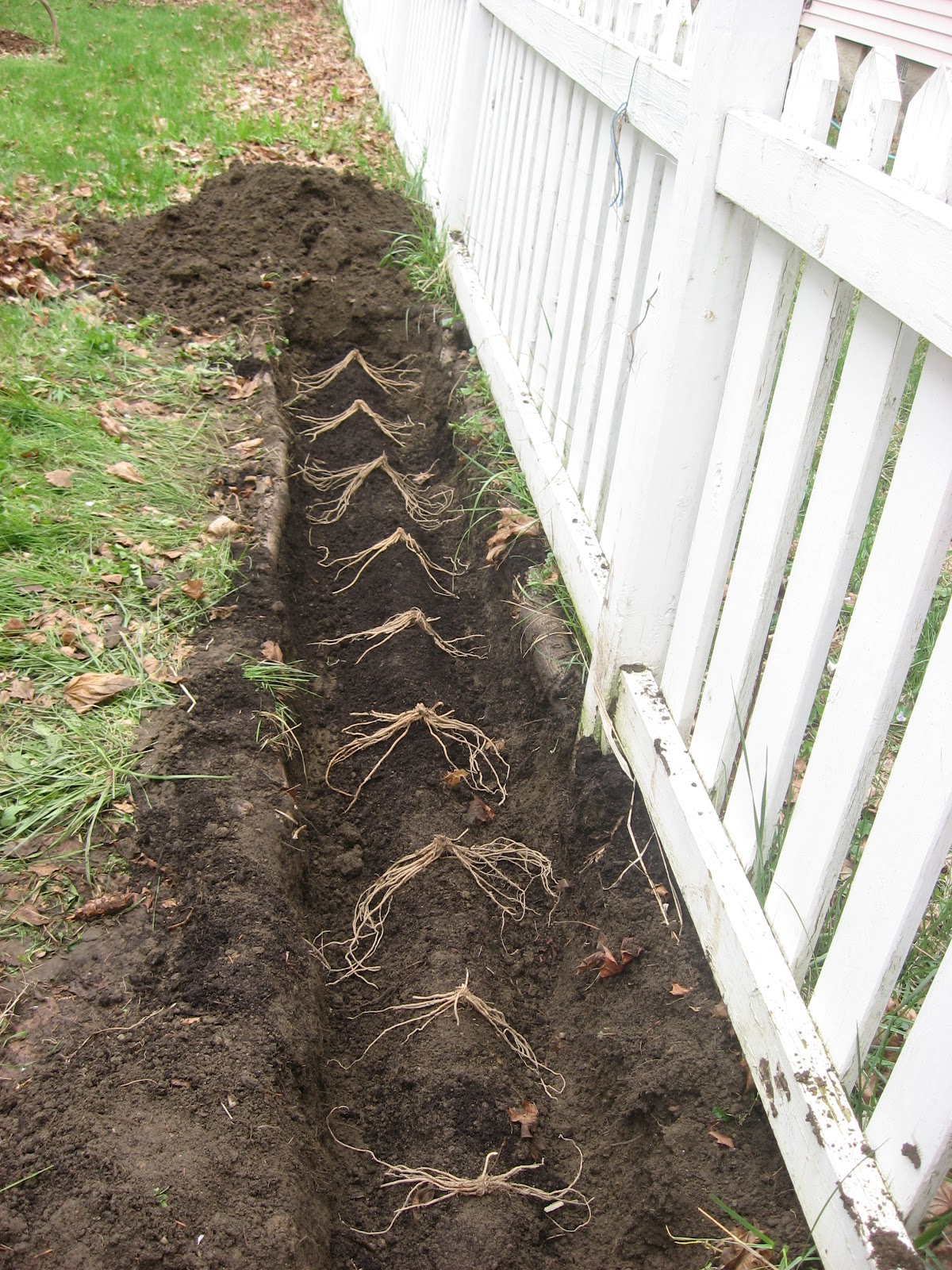 Happy Home How to Plant Asparagus in your Home Garden