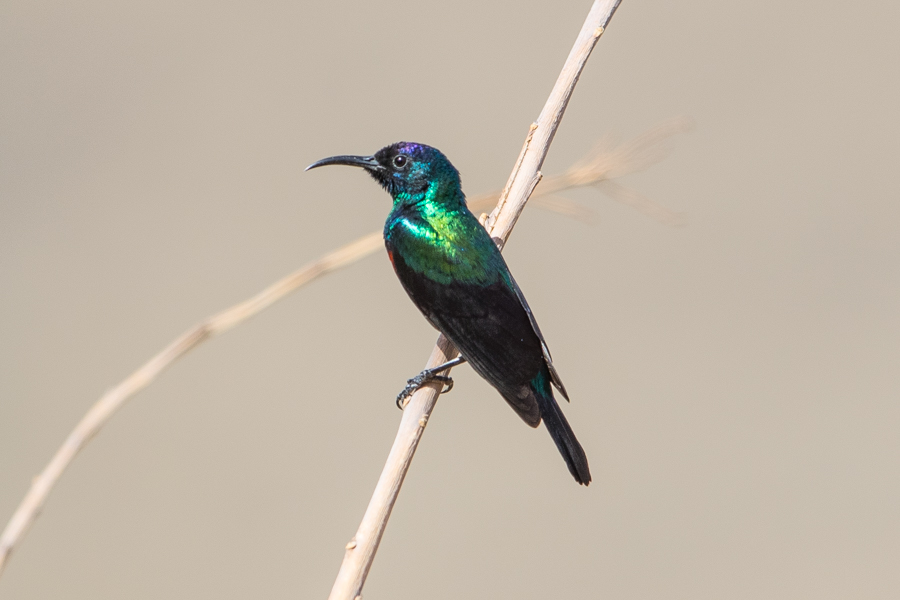 Arabian Sunbird (Cinnyris (habessinicus) hellmayri)