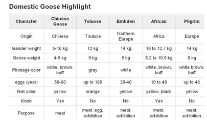french toulouse goose