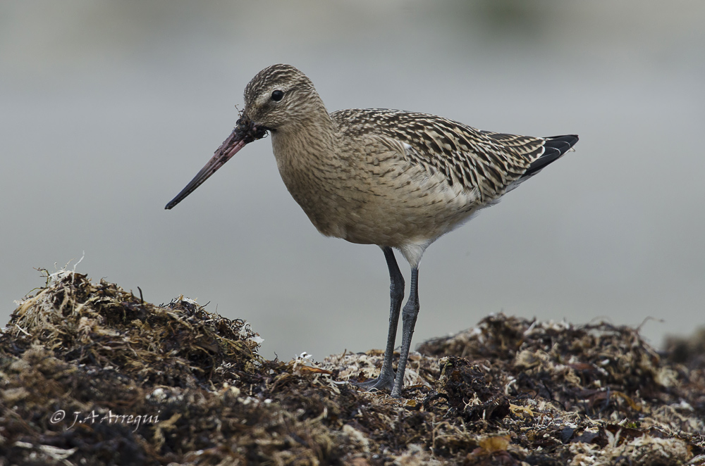 Aguja colipinta, Limosa lapponica, Bar-tailed Godwit Aguja colipinta, Limosa lapponica, Bar-tailed Godwit