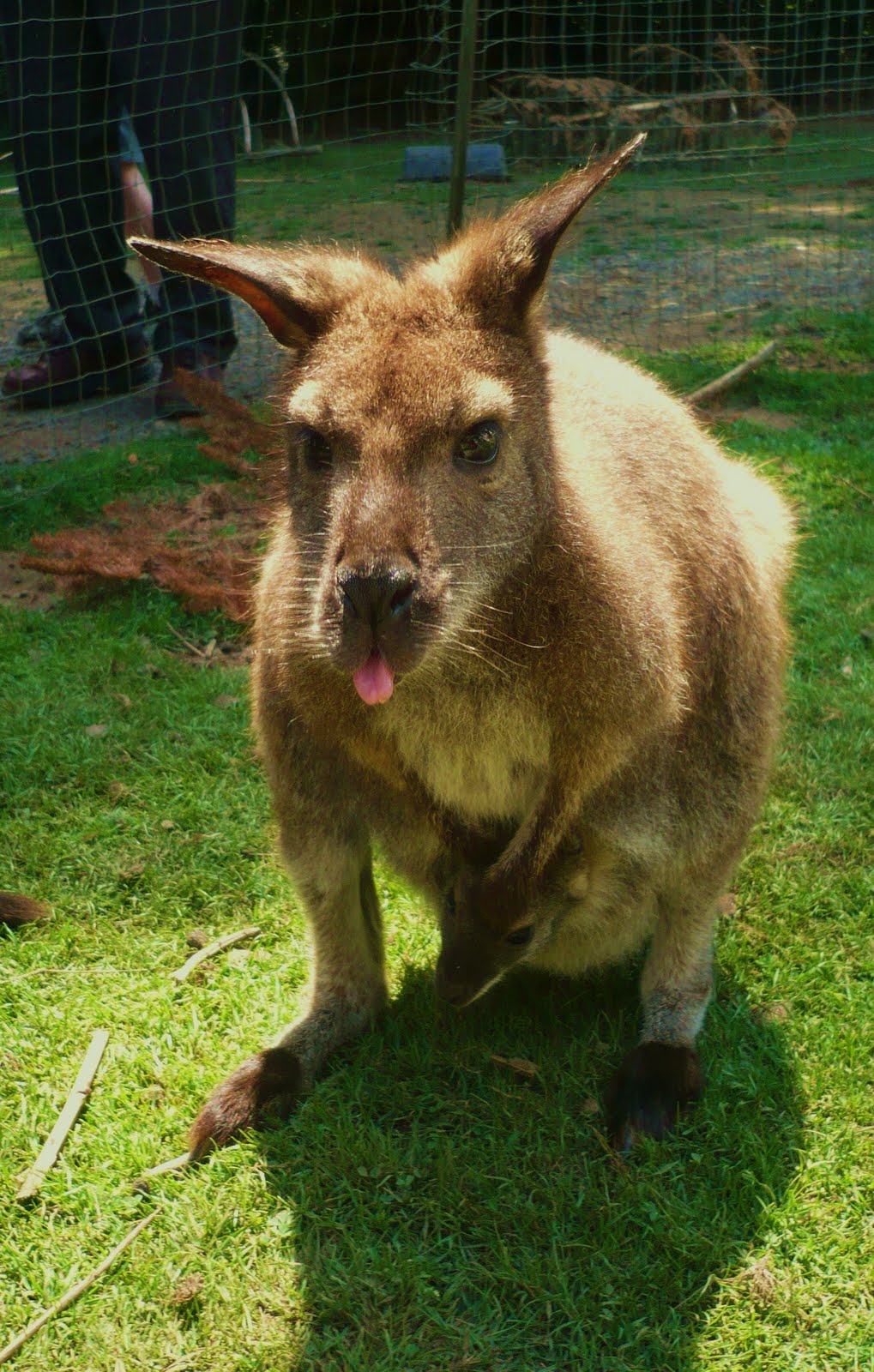 Around Puget Sound and Beyond Zoo Outback Kangaroo Farm