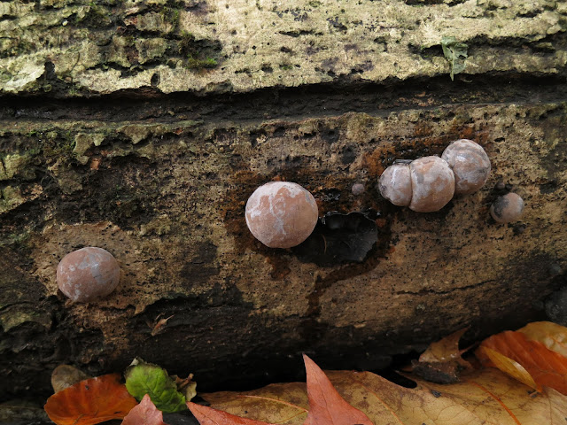 King Alfred's Cakes (Daldinia concentrica) on log with fallen autumn leaves beneath